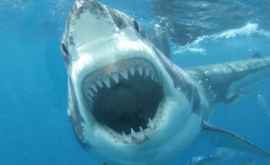 В Австралии акула погналась за подростками 