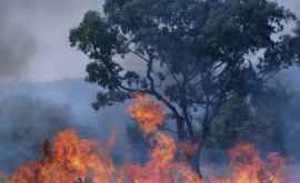 Fumul de la incendiile din Australia ar putea lăsa o cicatrice chimică în stratosferă
