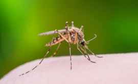 Натуральное средство от комаров