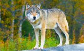 Европейские волки столкнулись с кризисом генетической идентичности