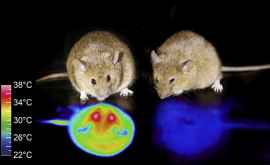 Японским ученым удалось вызвать у мышей гибернацию Люди следующие 