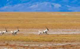 Тибетские антилопы научились выживать почти без кислорода Как
