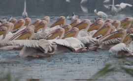 На юге Молдовы очевидцы сняли сотни пеликанов ВИДЕО