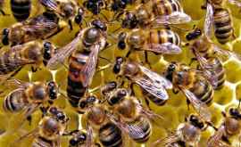 Как и почему поют пчелы
