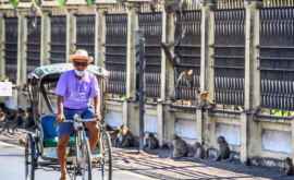 В Таиланде обезьяны оккупировали туристические достопримечательности