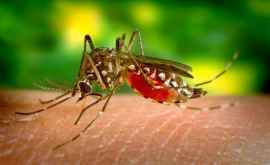 Можно ли заразиться коронавирусом через укус комара Что говорят вирусологи