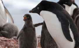 Încălzirea globală face pinguini antarctici mai fericiți