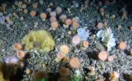 O grădină de corali descoperită adînc în Marea Groenlandei