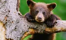 В США спасли медвежонка застрявшего в банке ВИДЕО