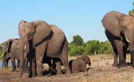 Peste 350 de elefanți au murit în Botswana