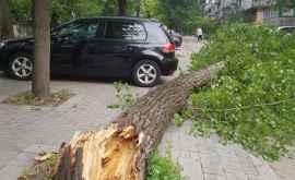 Сильный ветер повалил дерево в столице ФОТО