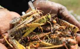 O țară folosește o aplicație în lupta cu lăcustele