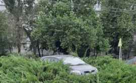 Водитель припарковал свою машину в кустах ФОТО