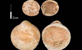 Люди носили бусы из ракушек 120 тысяч лет назад