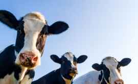 Burger King борется с глобальным потеплением посадив коров на диету