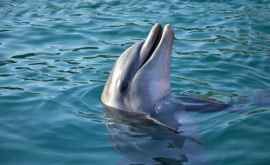 În Portul de Fier un delfin a decis să distreze turiștii VIDEO