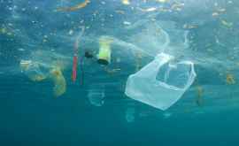 Larvele gîndacilor ar putea salva planeta de plastic 