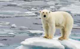 Белым медведям предсказали скорое вымирание