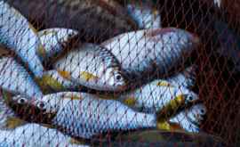Numărul viețuitoarelor marine a scăzut brusc din cauza pescuitului în masă