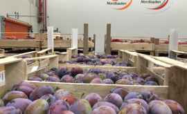 Primele 19 tone de prune moldovenești au ajuns în Germania