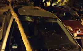 Mașină distrusă de o creangă în capitală FOTO