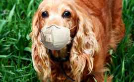 Эксперты предупреждают Ношение маски может погубить животное
