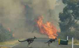 3 млрд животных погибли или покинули места обитания изза пожаров в Австралии