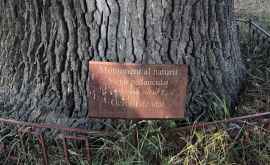 Одно из самых старых деревьев Кишинева приглашает в гости ФОТО