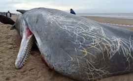Niveluri ridicate de mercur şi substanţe toxice prezente în plastic descoperite în corpurile balenelor şi delfinilor 
