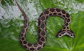 În India a fost descoperită o viperă rară cu două capete