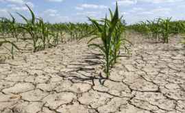 Беспрецедентная засуха в Гагаузии