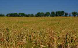 Зерно дороже чем когдалибо засуха высушила поля