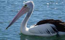 Возле Кишинева замечены десятки пеликанов ВИДЕО