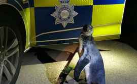 Polițiștii din Marea Britanie au găsit un pinguin care mergea pe mijlocul drumului