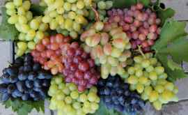 Как засуха скажется на урожае столового винограда в Молдове