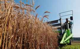 Seceta dă peste cap lucrurile pe piața mondială de grîu