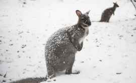 Australia se confruntă cu vreme rece și căderi de zăpadă