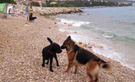 В Хорватии устроили многоборье с собаками на пляже ВИДЕО