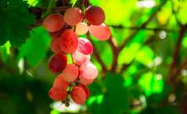 Виноградари Молдовы увеличат плату сезонным работникам