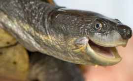 O specie rară de broască țestoasă zîmbitoare a fost salvată de dispariție