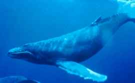 Впечатляет Группе хорватских исследователей удалось снять огромного кита ВИДЕО
