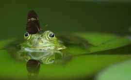Вымершая лягушка оказалась жива Экологи нашли ее ДНК в окружающей среде