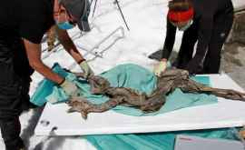 Лыжник нашел в Альпах ледяную мумию серны