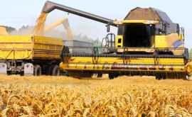 Кику Молдова будет обеспечена хлебом из урожая этого года