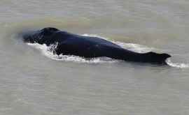 Три кита заплыли в кишащую крокодилами реку в Австралии