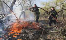 Пожар в лесу на Ботанике потушили ВИДЕО