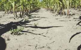 Фермеры еще могут подать заявки на получение компенсации изза засухи