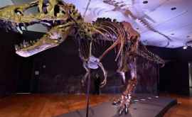 Скелет тираннозавра продадут на аукционе ВИДЕО
