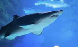 В Австралии акула напала на девушку и сломала себе зуб