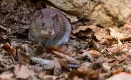 Ученые нашли мышь на рекордной высоте